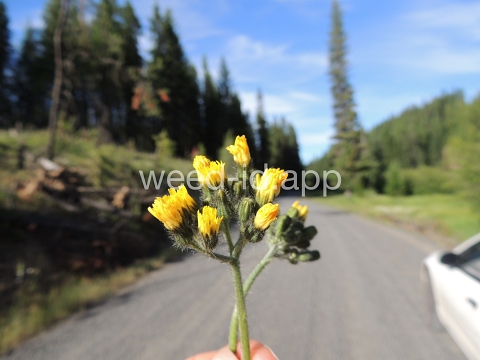hawkweed, yellow
